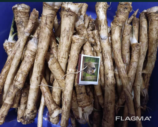 Купуємо свіжий корінь хрону