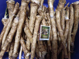 Купуємо свіжий корінь хрону