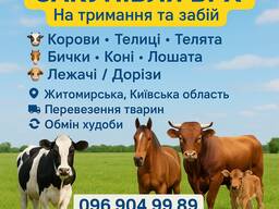 На мясо та на тримання корови телиці телята бичкі коні лошата