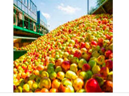 Купуємо яблука оптом від 15 тонн Куплю яблоки НОВИЙ СЕЗОН 2025