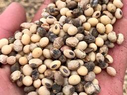 Купуємо зерновідходи