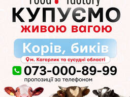 Купуємо живою вагою корів та биків / ВРХ