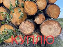Купую Ліс кругляк Вільха Береза Дуб Тополя Сосна. З Бумагами и без