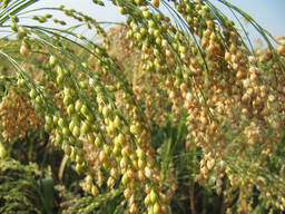 Купую просо Дорого