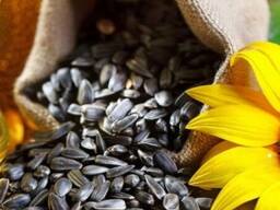 Купую соняшник швидкий розрахунок, Одесская обл