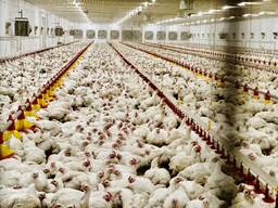 Курчата бройлера ROSS 308