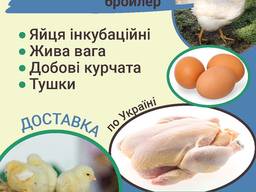 Курчата Бройлер