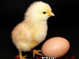 Курчата бройлеры КОББ-500, РОС-308