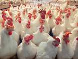 Курчата/ Цыплята суточні та підрощені Іспанка, Гріз Бар, Бройлер та ін - фото 3