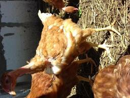 Курочка 4 месяца