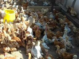 Курочка молодка