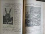 Курс общей ботаники Любименко В. Н. . Антикварная книга, 1923 года издания