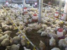 Куры бройлер