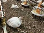 Куры бройлеры - фото 3