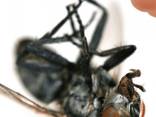 Квік-Байт 750г, системний інсектицид для знищення комах - фото 3