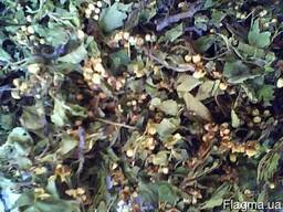 Квіт , суцвіття глоду. цвет , соцветия боярышника