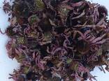 Квітка ехінацеї пурпурової - фото 1