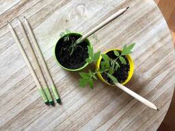 Квітучі олівці набір Овочі- трави