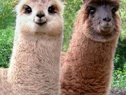 Лама-лама, розкішна лама
