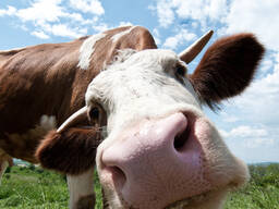 Лапа бройлер