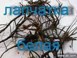 Лапчатку белую