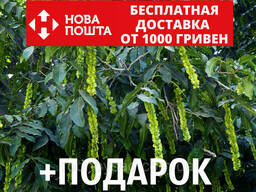 Лапина ясенелистная семена (20 шт) крылоорешник или...
