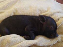 Ласкавий домашній міні піг карликова порода