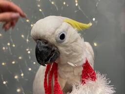 Какаду, пташеня какаду