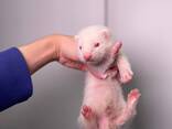 Ласковые и ручные фретки домашние, хорьки тхорики - фото 1