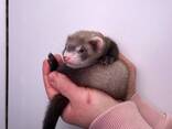 Ласковые и ручные фретки домашние, хорьки тхорики - фото 2
