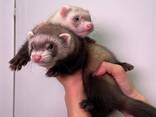 Ласковые и ручные фретки домашние, хорьки тхорики - фото 3