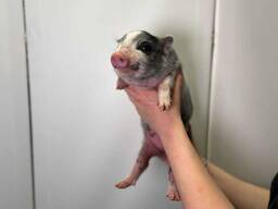 Ласковые пятачки мини пиг девочки и мальчики