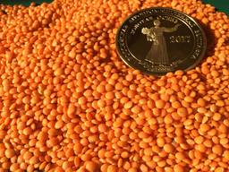 Lentils