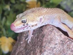 Леопардовый геккон (эублефар), разного возраста