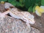 Леопардовый геккон (эублефар), разного возраста - фото 3