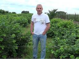 Лещина Лесной Орех Фундук, Сорт Первенец, Саженцы, Купить Украина куст дерево