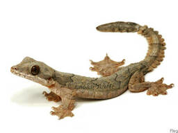 Летающий Геккон лопастнохвостый ( Ptychozoon kuhli )