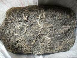 Левзея маралий корень