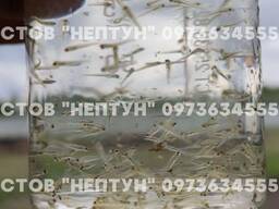 Личинка толстолоба, Белого амура