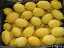 Лимон Єгіпет