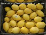 Лимоны оптом (Турция). Лучшее предложение в Украине. Звоните - фото 1