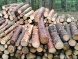Ліс кругляк, пв дрова, хвойні, листяні , сухостій - фото 2