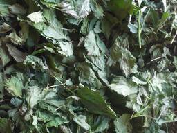 Лист ежевики