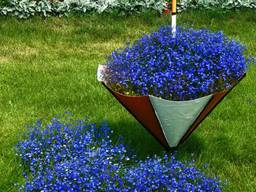 Лобелия с синими, белыми и лиловыми цветами.