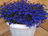 Лобелия с синими, белыми и лиловыми цветами. - фото 2