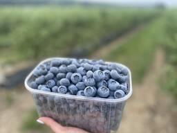 Лохина (голубика) т