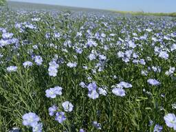 Льон олійний