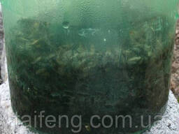 Ловушка слепней и мух H-TRAP