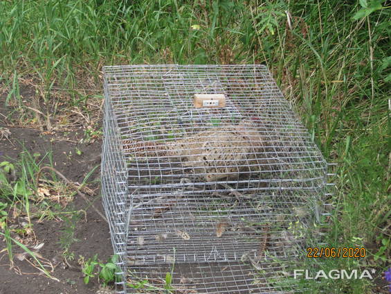 Как поймать фазана: ловушки,петли, крючки и другие способы