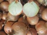 Лук - фото 1
